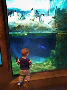 Chattanooga's Tennessee Aquarium: the best family fish-perience