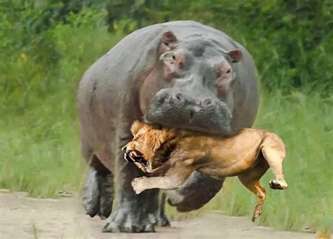 Lion Vs Hippo