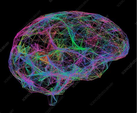 Brain, neural network, illustration - Stock Image - F019/3517 - Science Photo Library