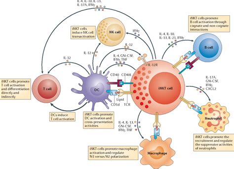 [PDF] Invariant natural killer T cells: an innate activation scheme ...