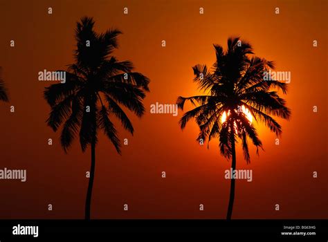 coconut trees and sun set ; kerala, india Stock Photo - Alamy