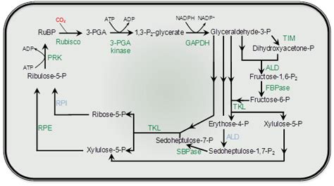 2.1.2 - RuBP regeneration | Plants in Action