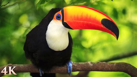 11 HOURS of Rainforest Birds in 4K – Colorful Breathtaking Birds with Sound by Nature Relaxation ...