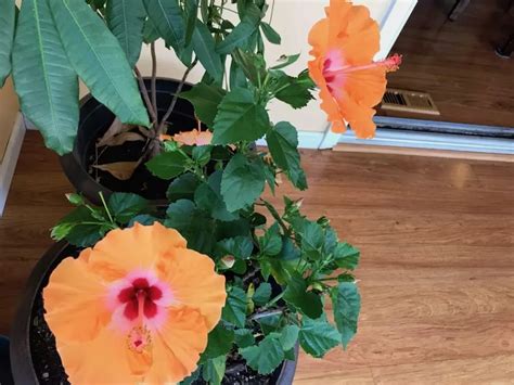 Indoor Hibiscus Care Guide: Unleash Tropical Blooms Inside Your Home - The Practical Planter