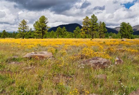 Buffalo Park in Flagstaff, Arizona Stock Image - Image of buffalo, flagstaff: 256859031