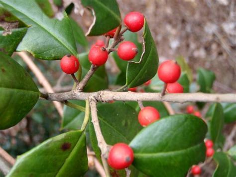 Pin by Tracy Klein on Good Tips for all | Wild plants, Poisonous plants, Red berries