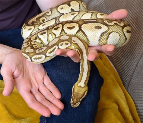 How big do Ball Pythons get? | BALL PYTHON BREEDER UK