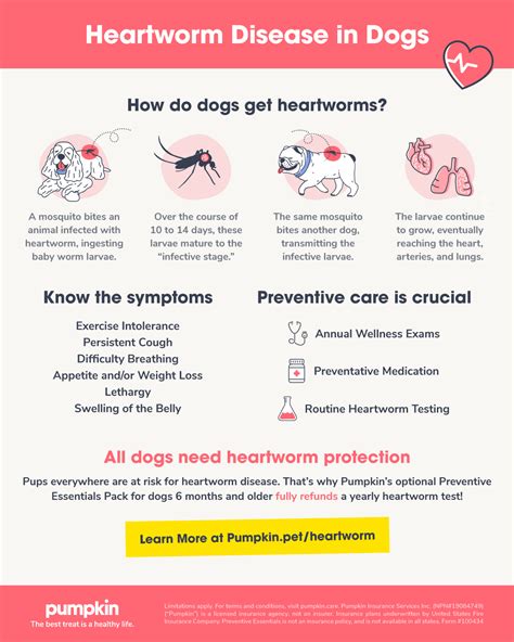 What Are The First Signs Of Heartworms In Dogs