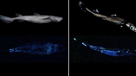 Scientists find three new shark species that glow in the dark | Offbeat ...