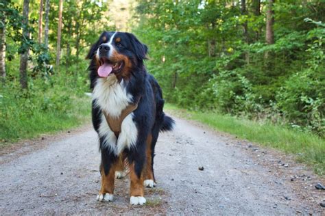 Bernese Mountain Dog Size and Weight: adults and puppies - Bernese Love