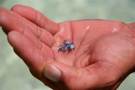 Potentially deadly ‘blue dragon’ spotted on Australian shore