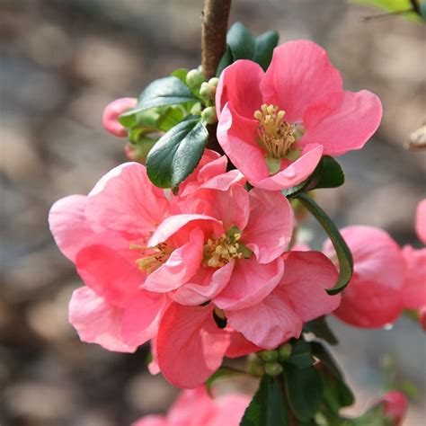 Buy flowering quince Chaenomeles × superba 'Pink Lady'