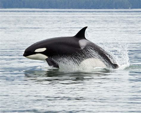 Orca Symbolism - Spirit Animal Totems