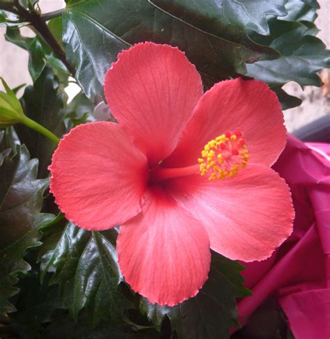 Dark Pink | Hibiscus plant, Hibiscus, Love flowers