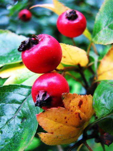 Autumn berries Free Photo Download | FreeImages