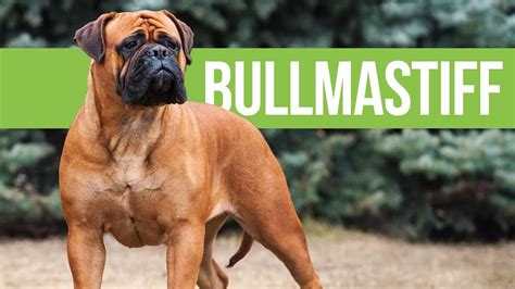 English Bull Mastiff Breeds