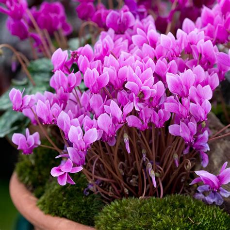 Buy Cyclamen Hederifolium Bulbs | J Parker Dutch Bulbs