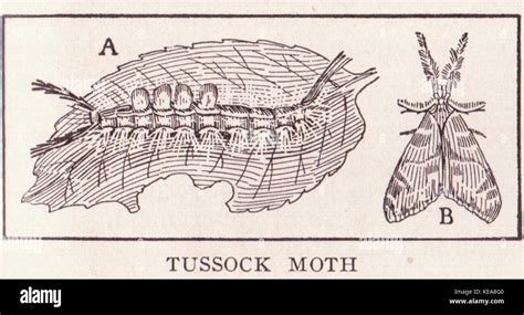 Tussock Moth Page 2947 Stock Photo - Alamy