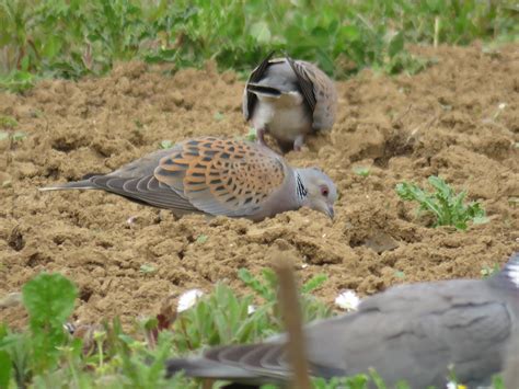 Giving Turtle Doves an extra helping (hand) - supplementary feeding - Operation Turtle Dove