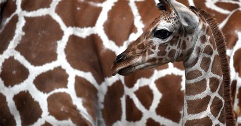 Giraffes threatened with extinction, says conservation group