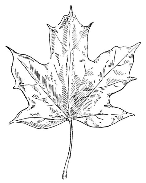 12 Leaf Clipart Black and White Leaves! - The Graphics Fairy