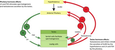 Male Hormones - FSH, LH and Inhibin | Andrology Center