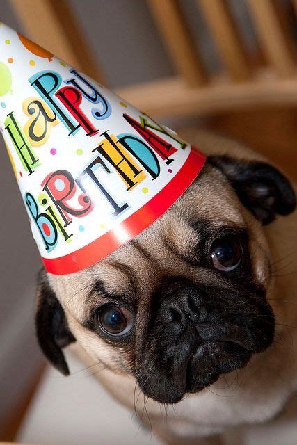 Pug birthday | Happy birthday pug, Birthday pug, Happy birthday meme