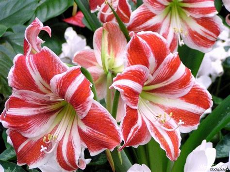 amaryllis - Flowers Photo (33150169) - Fanpop