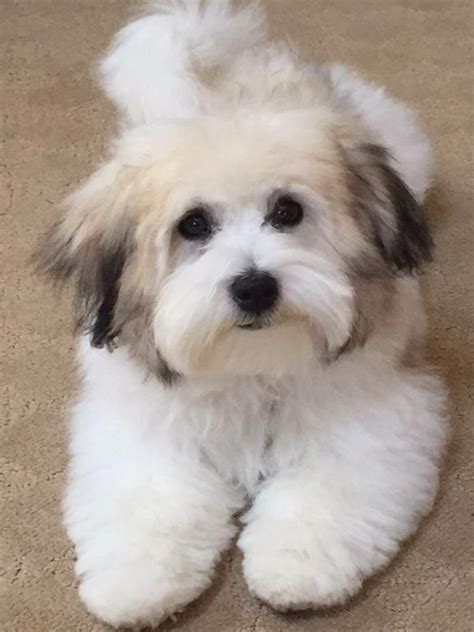 All About The Havanese Puppy And Kids #havaneseofny #havaneselover | Havanese puppies, Havanese ...