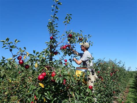 Introduction to Growing Cider Apples – Center for Integrated ...