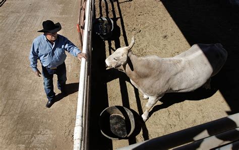 Bucking bull Bushwacker at the top of his field - SFGate