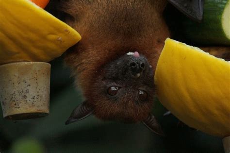 Hoary Bats in Hawaii: Conservation and Habitat - Virtual Hawaii 360