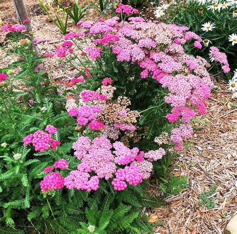 Yarrow is a subtly beautiful, herbaceous perennial | Home And Garden ...