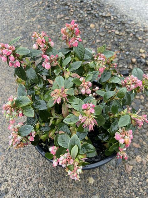 Vaccinium 'Sunshine Blue' Blueberry 8" Pot - Hello Hello Plants