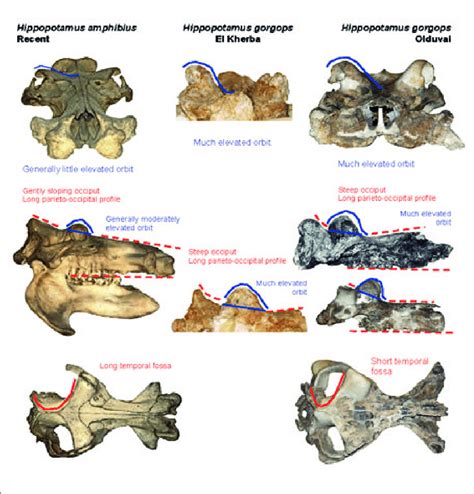 Morphological features that distinguish Hippopotamus amphibius and ...