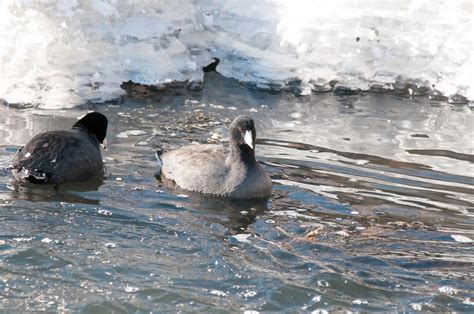 MONTANA BIRDING: Georgetown Lake’s American coots and perspective on ...