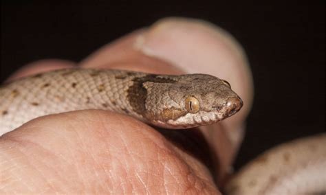 Night Snake Pictures - AZ Animals