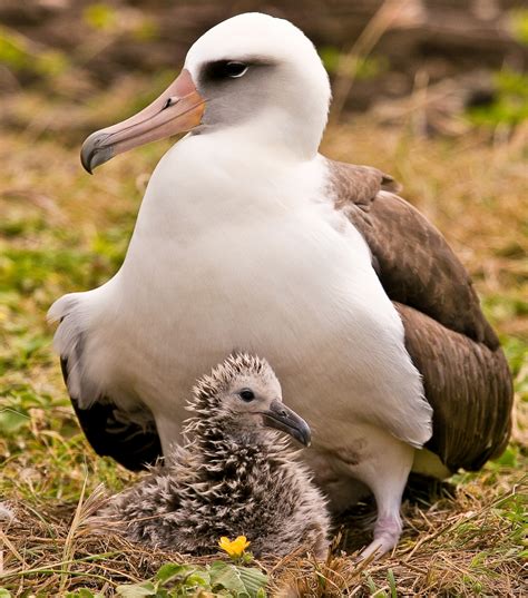 Secret life of young albatrosses tracked