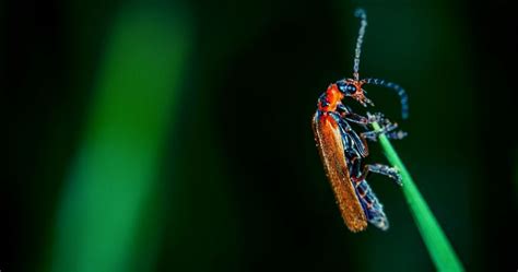 What is Entomophobia? - Killem Pest Control Singapore