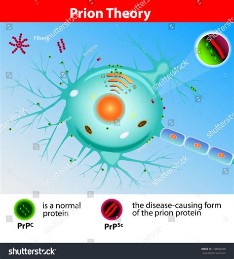 Prion Theory Mad Cow Disease Prions Stock Illustration 138492410 | Shutterstock