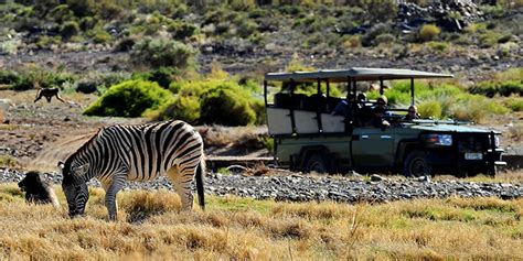 Wildlife Safari Tour | AfriVest Travel