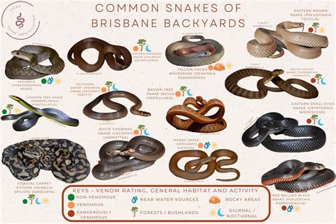 Aus. Snake identification, education + advocacy groups snakes of ...