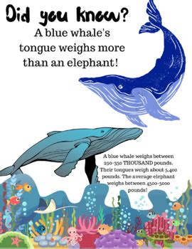 Blue Whale Pictures Facts