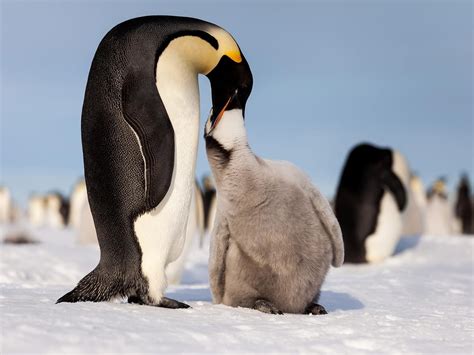 What Do Penguins Eat? (Complete Guide) | Birdfact