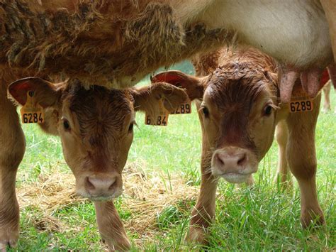 Notre ferme - ferme bio Bienvenue, vente de viandes de vaches et volailles bio. Les Herbiers en ...