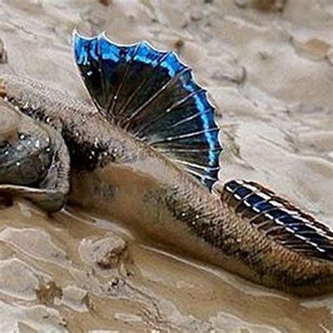 Do mudskippers live in freshwater? - DIY Seattle