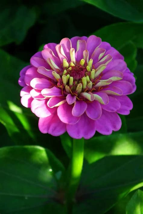 Zinnia Flowers: Bursting with Color and Cheer | WorldWeet