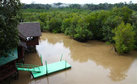 Sepilok Rainforest to Mangrove (part 1 of 4) - MySabah.com