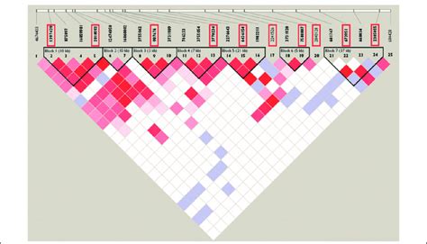 Haplotype block structure of the 160 kb at 2q36. The red boxes indicate ...