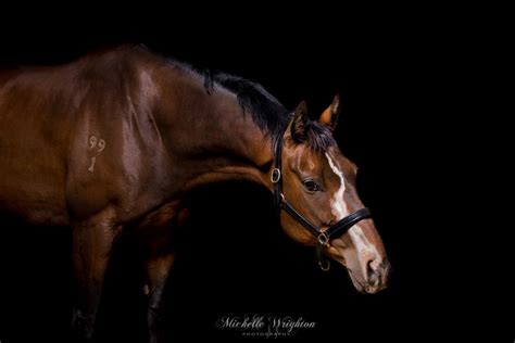 Thoroughbred Black background Studio Portrait | Pet photography studio, Horses, Horse photography